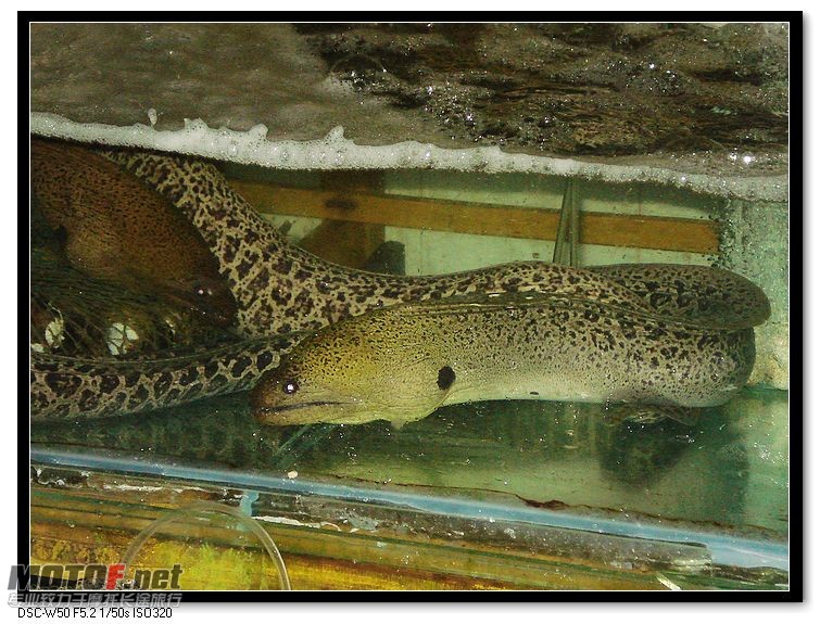 nEO_IMG_DSC00755.jpg