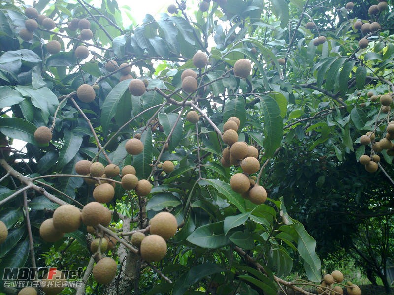 20100727125.jpg