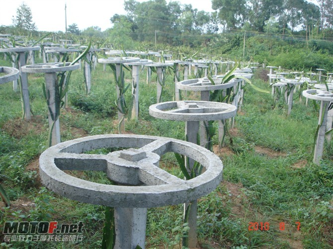 66.jpg